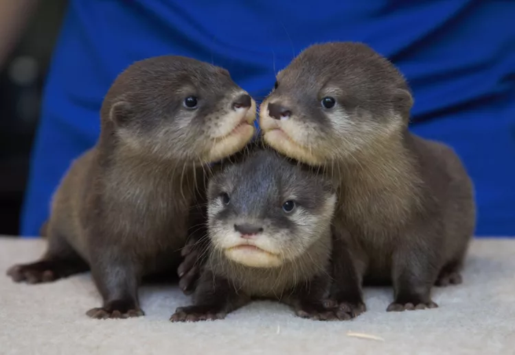 Otter pups